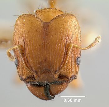 Media type: image; Entomology 20661